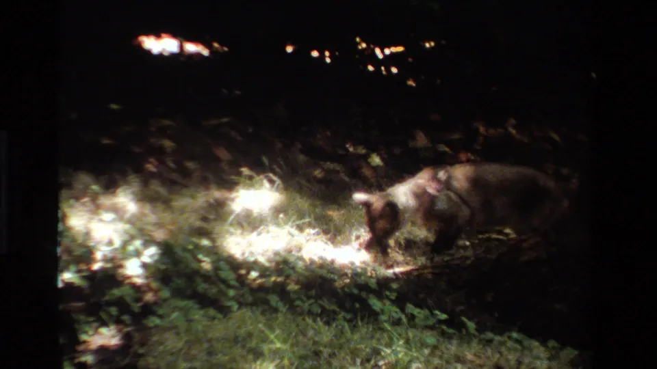 The collared cat steps through a flashlight-lit patch of grass and pale material, with darkness and small background lights behind it.