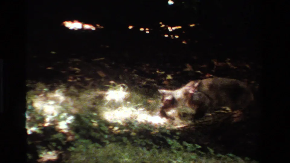 The cat bends toward the white cotton-like material on a leaf-strewn lawn, captured in grainy 8mm night footage.