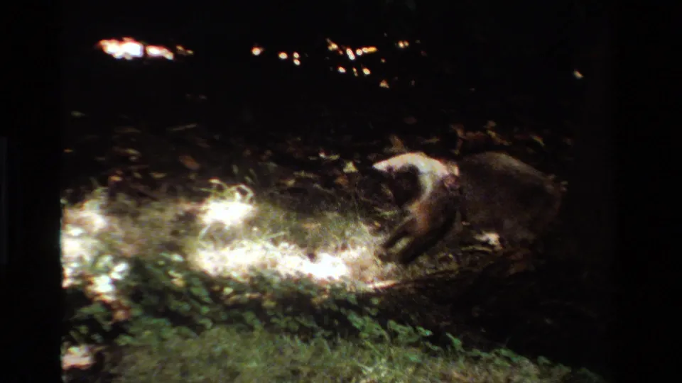 At the end of the clip, the collared cat remains near the lit grass and pale material, with most of the background falling into darkness.