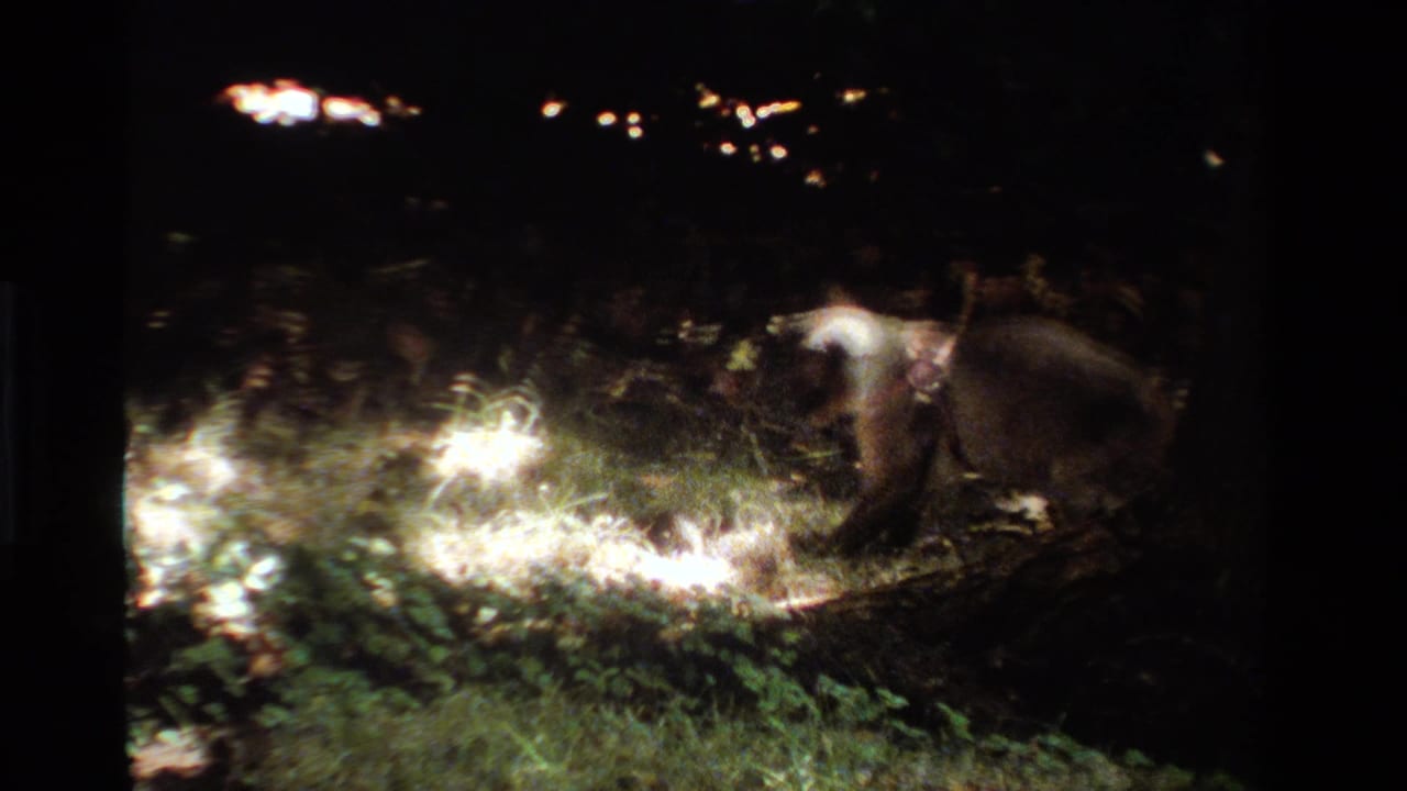 A raccoon forages in patchy light and shadow in wooded California home-movie footage from 1984.