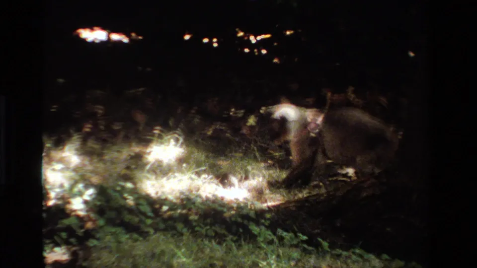 A raccoon forages in patchy light and shadow in wooded California home-movie footage from 1984.