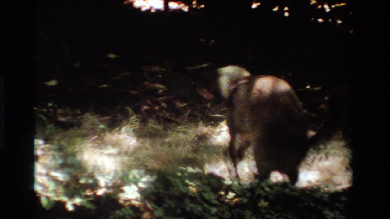 Raccoon seen from behind near grass and leaves in dark woods.