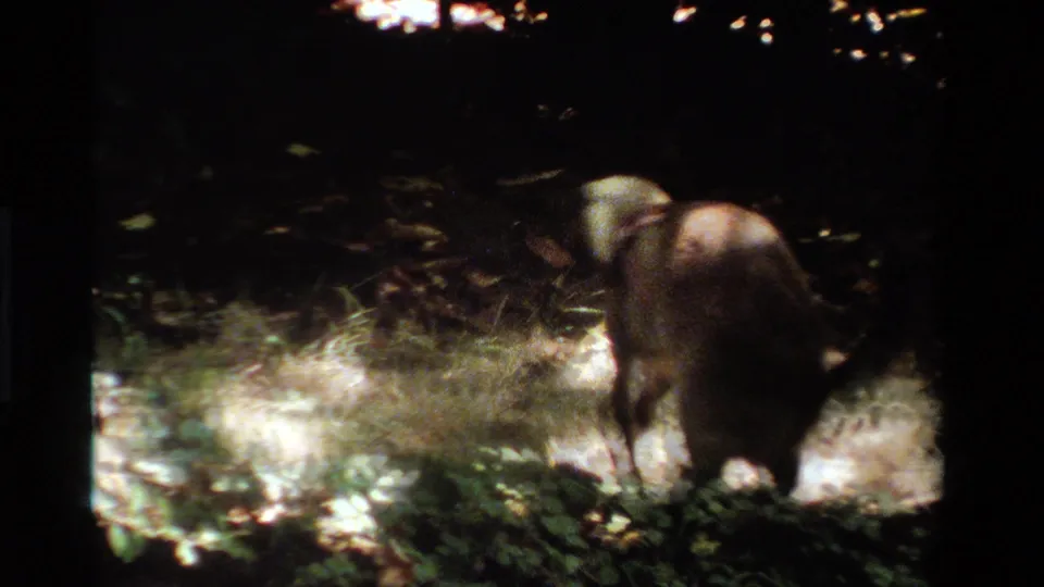 The raccoon turns away from the camera amid grass and undergrowth in 1984 California 8mm footage.
