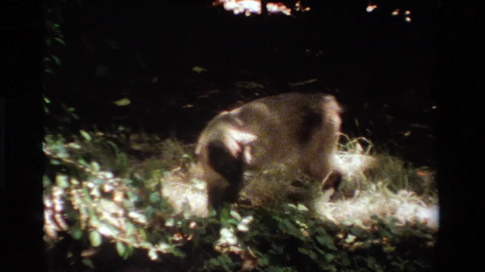 A raccoon lowers its head to forage among grass and leaves in grainy 1984 California home-movie footage.