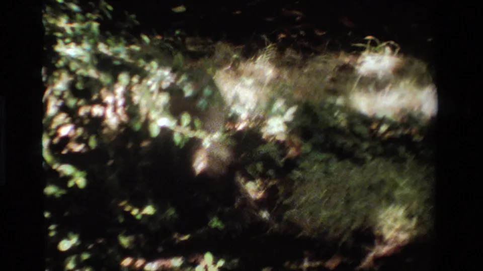 The raccoon appears partly hidden by shadow and plants at the edge of a lit grassy patch in 1984 California footage.