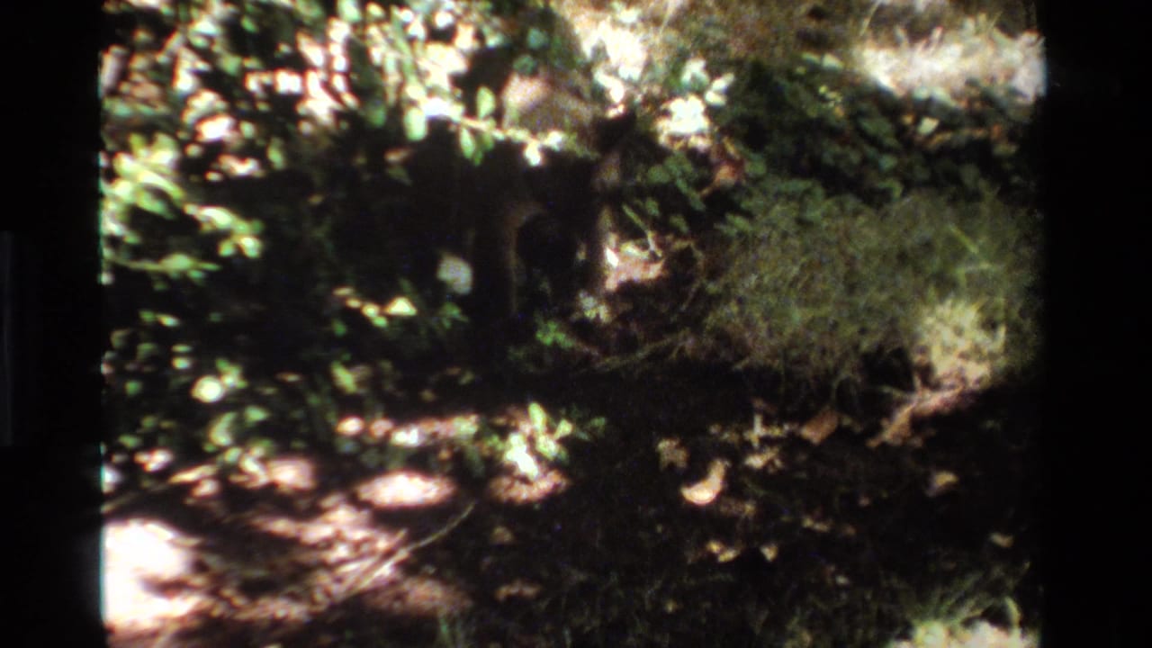 Soft 8mm frame of a shaded California garden area with foliage, patchy sunlight, and a dark animal shape near the plants.