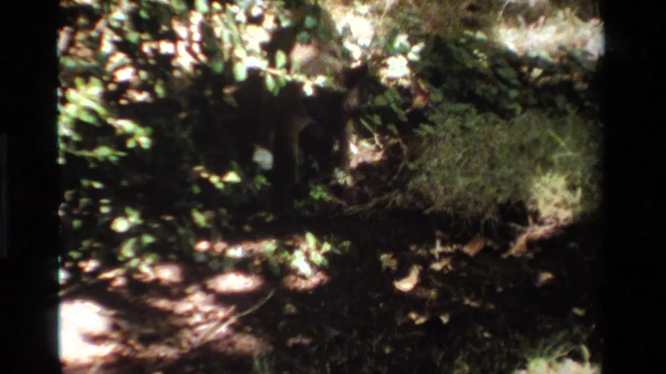 Soft 8mm frame of a shaded California garden area with foliage, patchy sunlight, and a dark animal shape near the plants.