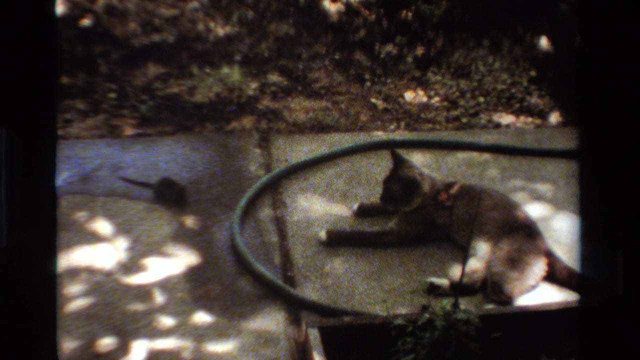 Cat lying on a concrete patio beside a coiled garden hose with a small rodent nearby.