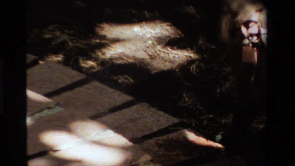 The final frame shows paving stones, low garden plants, strong patches of sunlight, and a dog partly visible along the right edge.