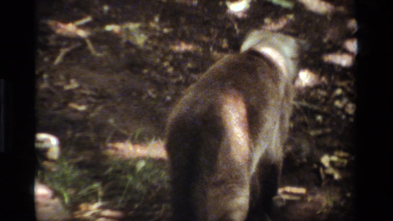 1984 California home-movie frame showing the dog from behind as it moves across leaves and dirt in mottled sunlight.