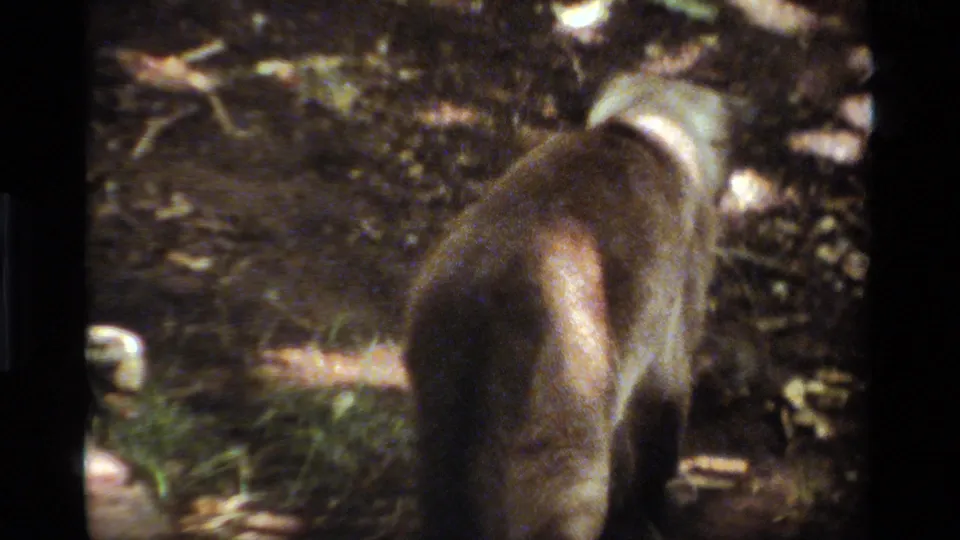 1984 California home-movie frame showing the dog from behind as it moves across leaves and dirt in mottled sunlight.