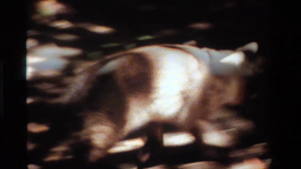 Soft 8mm frame from California in 1984 with the dog crossing the lower part of the frame through shade and bright sun spots.