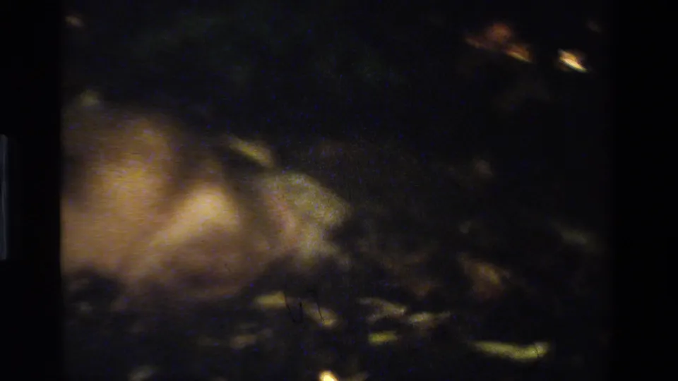 Dim 1984 California 8mm frame with the dog low in the shot, partly lost in shadow against leaves and wooded undergrowth.