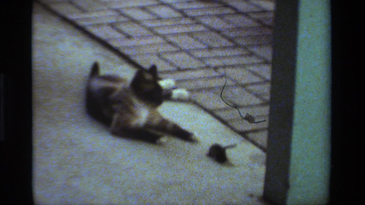 1984 California 8mm frame showing a cat stretched on a porch while a small mouse sits nearby on the concrete.