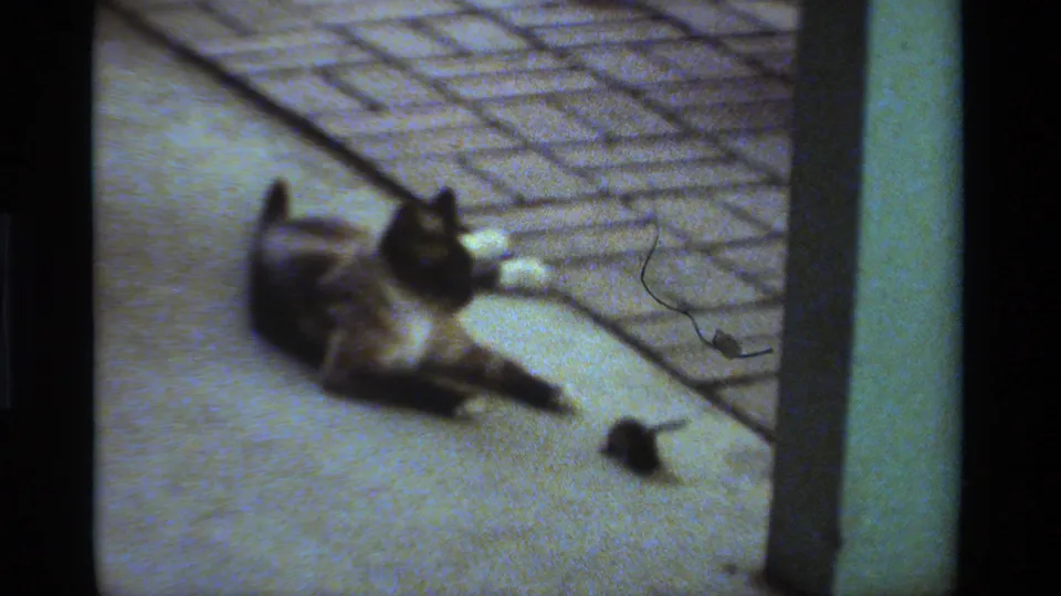 1984 California 8mm frame showing a cat stretched on a porch while a small mouse sits nearby on the concrete.