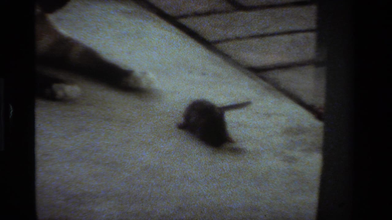 Small mouse on a concrete porch with the cat partly visible in soft focus.