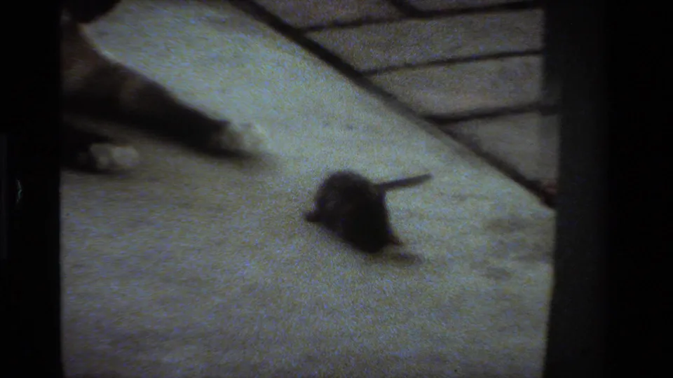 Soft 8mm frame from the porch scene, with the mouse in view and the cat blurred near the upper edge.