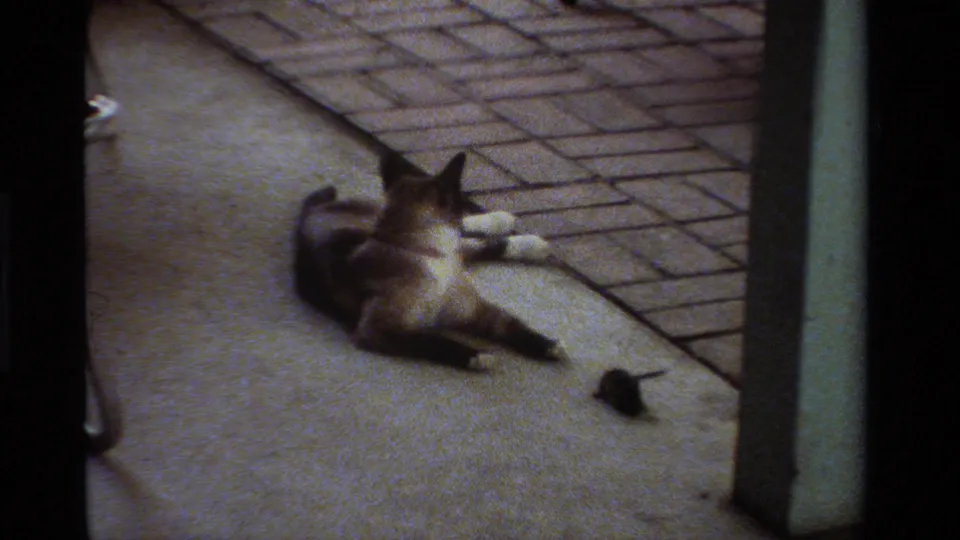 1984 California home-movie frame of a cat lying on the porch, facing a small mouse near the foreground.