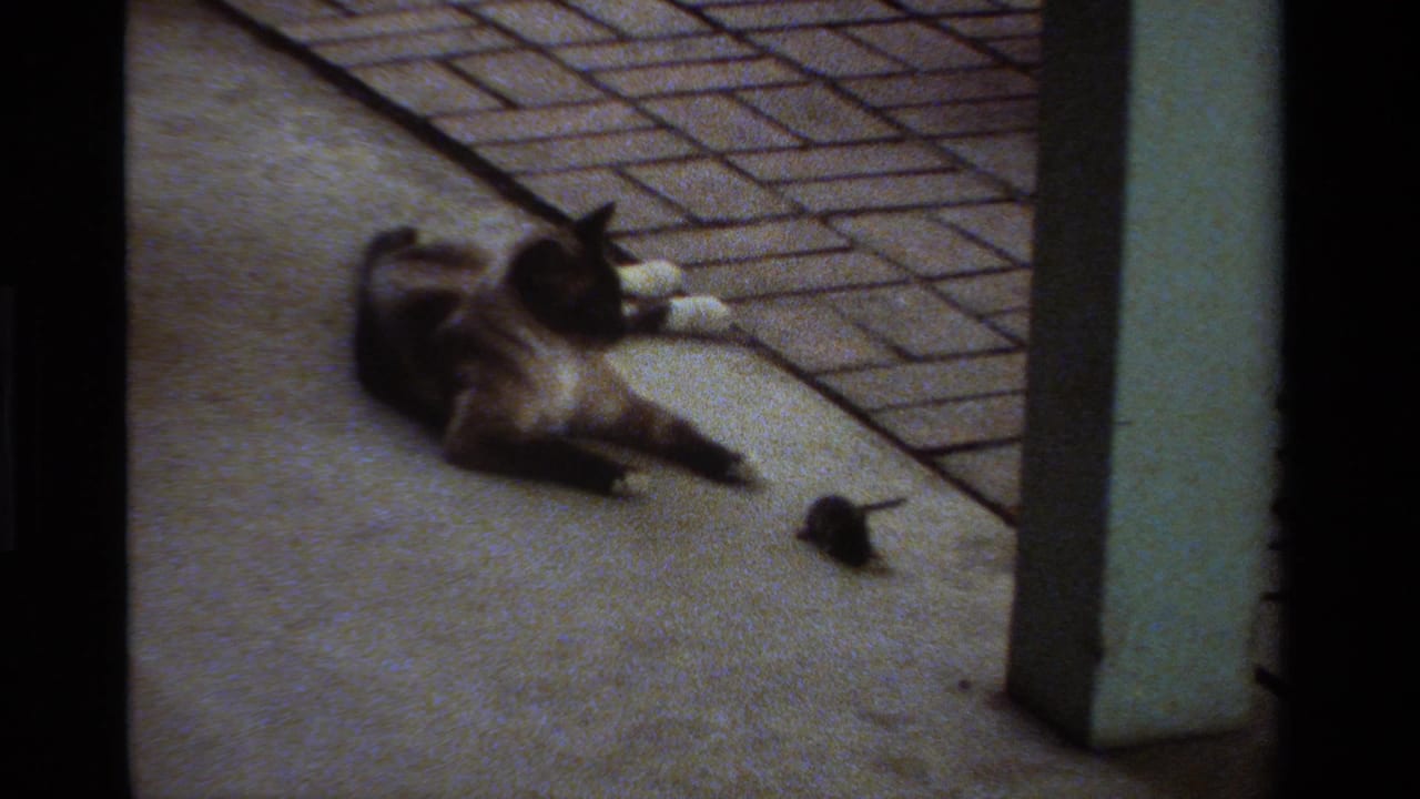 1984 California 8mm frame showing a Siamese cat stretched on a concrete patio while a small mouse sits nearby.