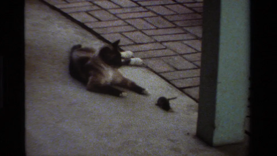 1984 California 8mm frame showing a Siamese cat stretched on a concrete patio while a small mouse sits nearby.