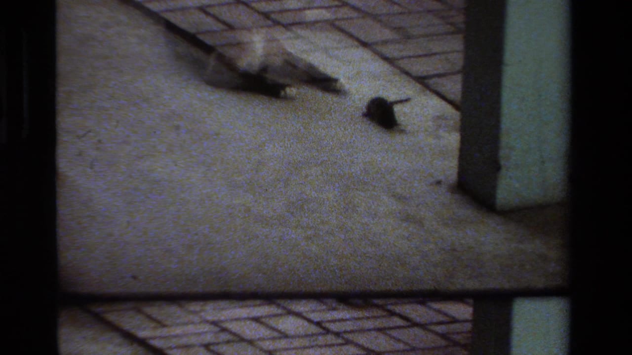 Cat and mouse separated on a concrete patio, with a porch column at right.