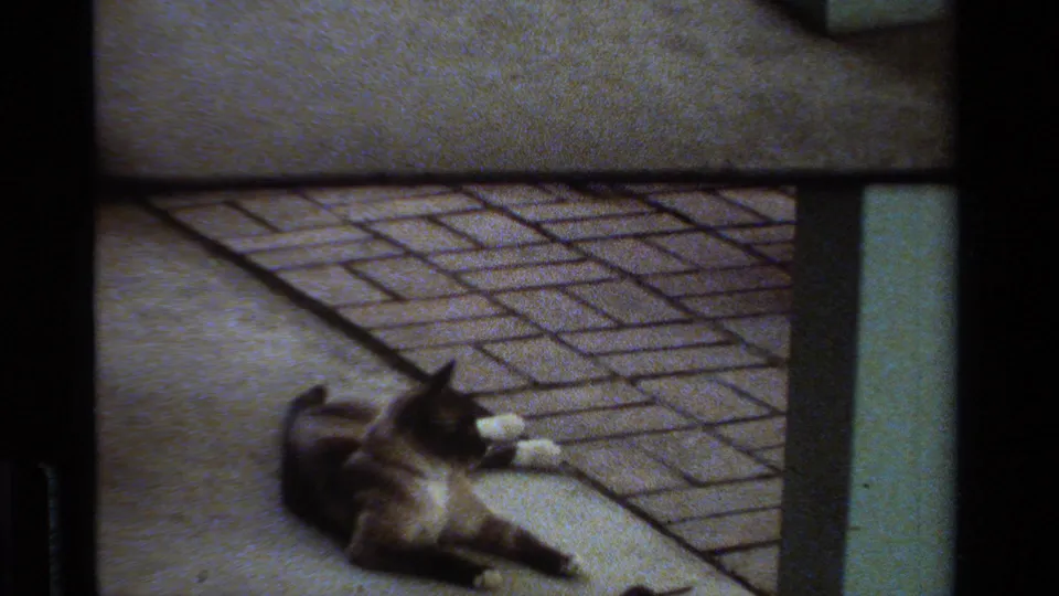1984 California 8mm frame showing the Siamese cat facing a small mouse across the concrete patio.