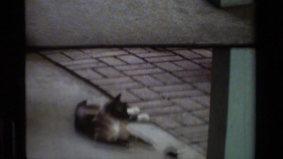 1984 California 8mm frame with motion blur as the cat and mouse remain visible on the patio.