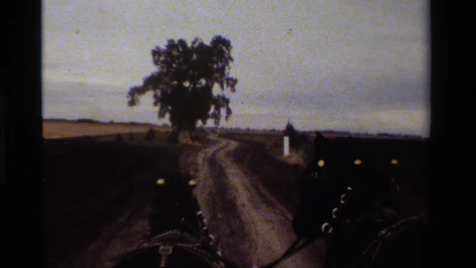 The carriage viewpoint nears a large roadside tree, with horse harness details and open rural fields visible in the 8mm frame.