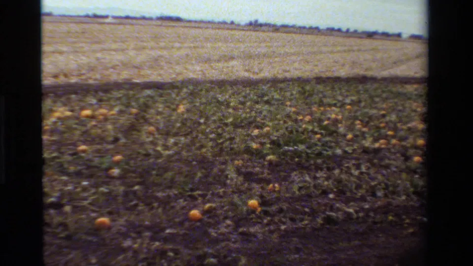 Wide 1984 California farm view with pumpkins scattered through low green vines and harvested fields beyond.