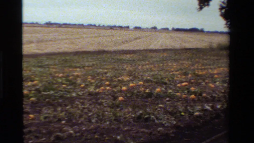 The camera looks across a California pumpkin field in 1984, with scattered gourds, vines, and distant farmland.