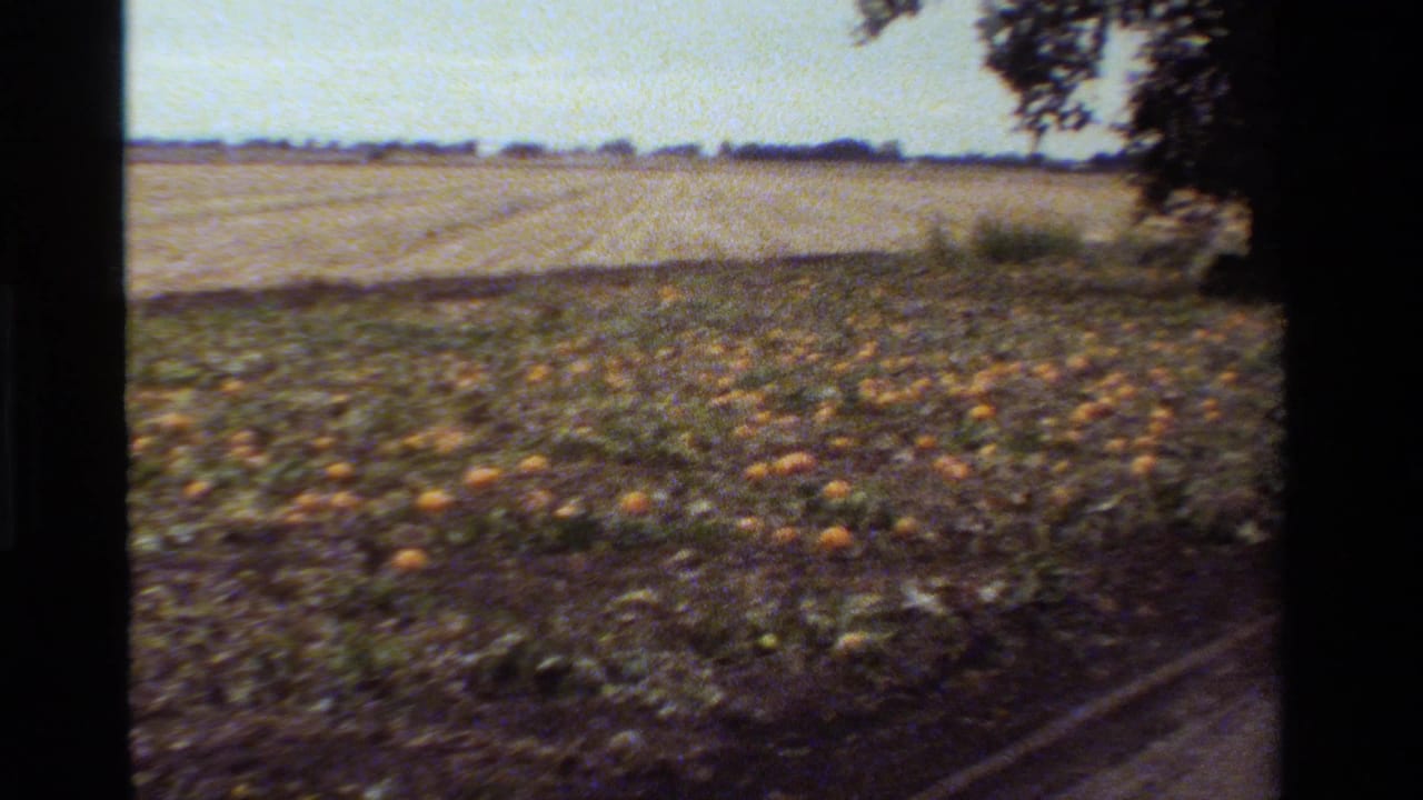 1984 California 8mm frame showing orange pumpkins scattered through low vines beside a dirt path and open rural farmland.