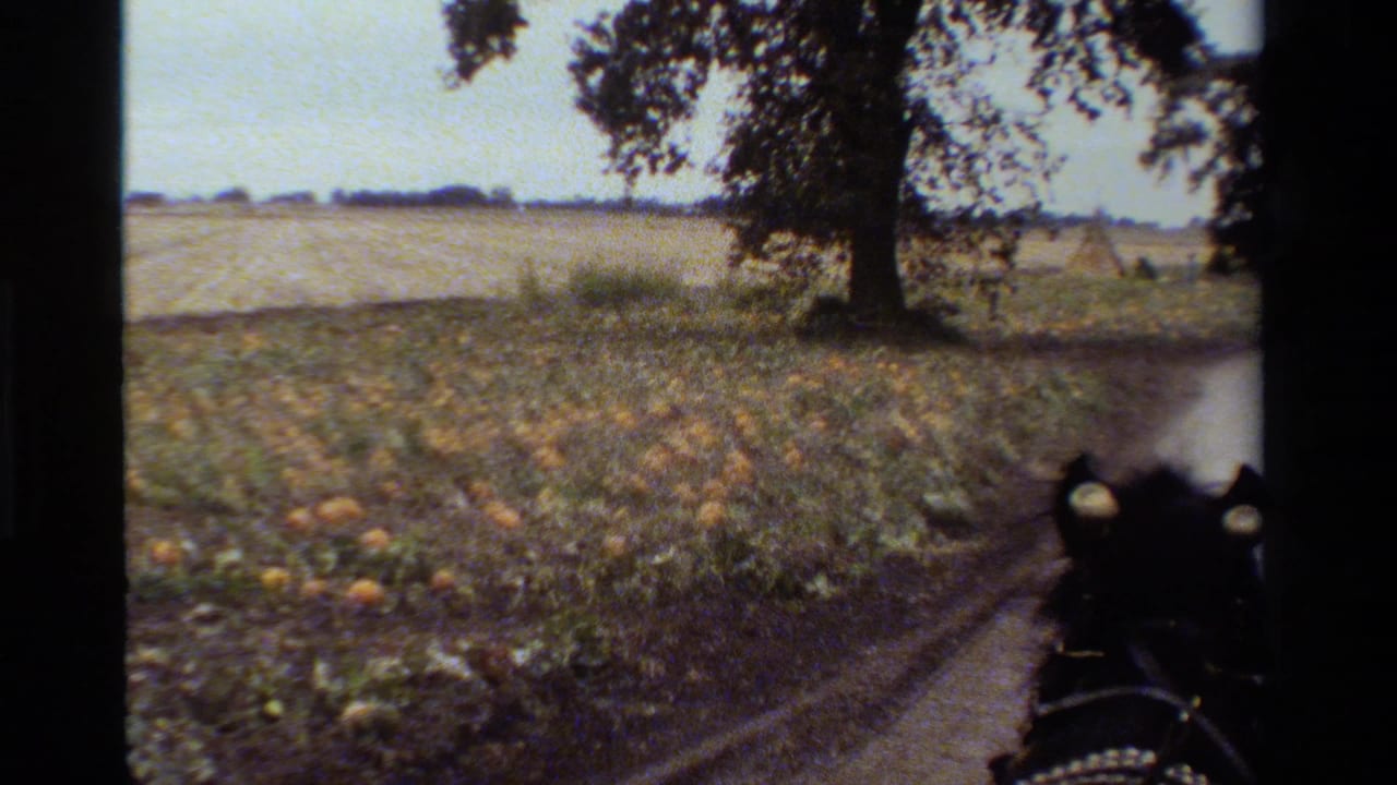 Dirt path beside pumpkin vines with a horse or harness visible at the right edge.
