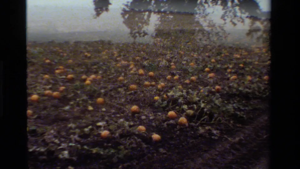 1984 California 8mm frame looking across dense pumpkin vines and scattered orange pumpkins, with soft film grain and shadowed tree forms.