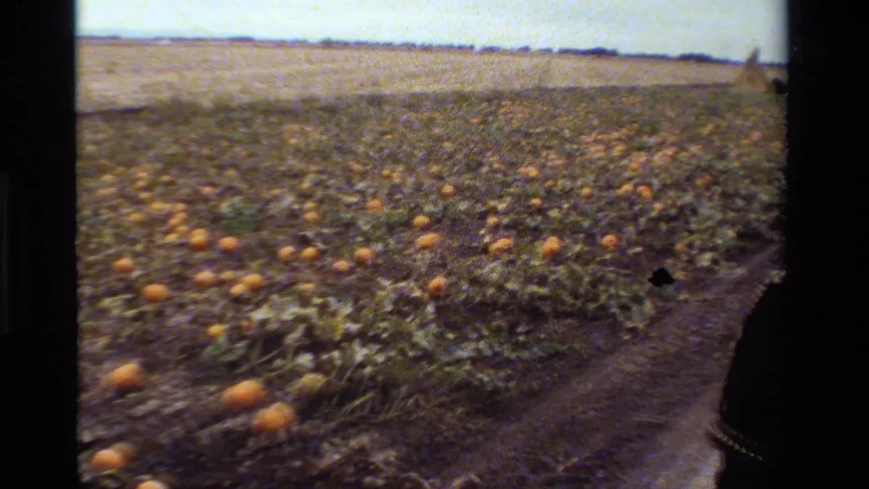 1984 California carriage-view frame showing a dirt path beside a pumpkin patch, open field rows, and a dark carriage or horse edge at right.