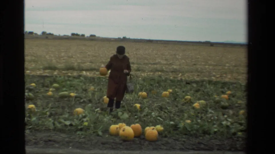 The woman pauses in the 1984 California pumpkin patch, holding a pumpkin while more pumpkins lie among low vines around her.