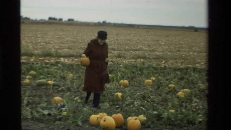 In the California pumpkin patch, the woman looks down while carrying a pumpkin beside a cluster of pumpkins in the foreground.