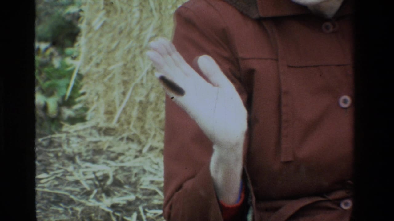Close view of a woman's open palm holding a fuzzy brown caterpillar.