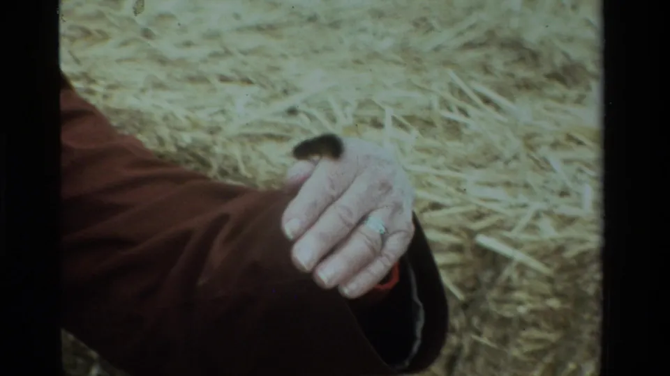 Close home-movie frame of a ringed white-gloved hand holding a small fuzzy black worm above straw in a yard setting.