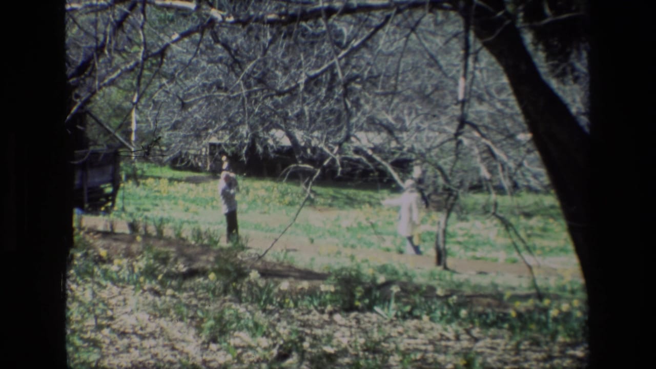 Two people appear in a sunlit Daffodil Hill meadow, framed by bare branches and scattered yellow flowers in 1985 home-movie footage.