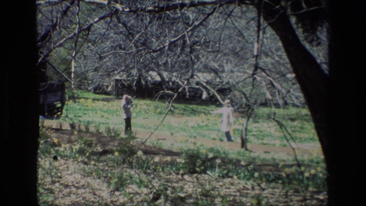At Daffodil Hill in 1985, two adult visitors move through a sunlit daffodil meadow framed by bare branches and a small rustic structure.