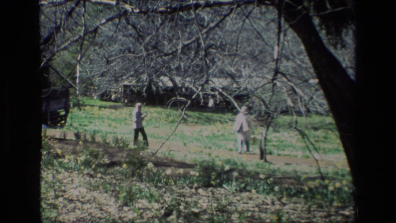 Two adults stand or walk among daffodils with branches and a dark tree trunk in view.