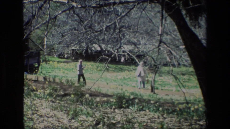 A distant adult pair at Daffodil Hill appears among blooming daffodils, partly framed by tree branches and a dark foreground trunk.