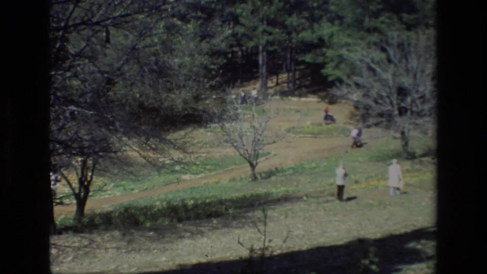 A wider 1985 view of Daffodil Hill shows visitors spaced across a grassy slope, daffodil patches, paths, and leafless trees.