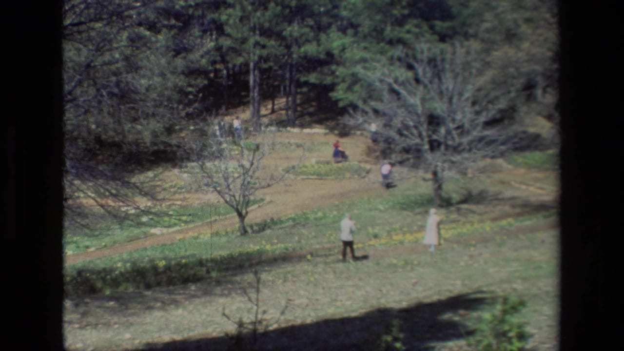1985 home-movie view at Daffodil Hill showing several visitors walking through a grassy slope dotted with yellow daffodils and trees.