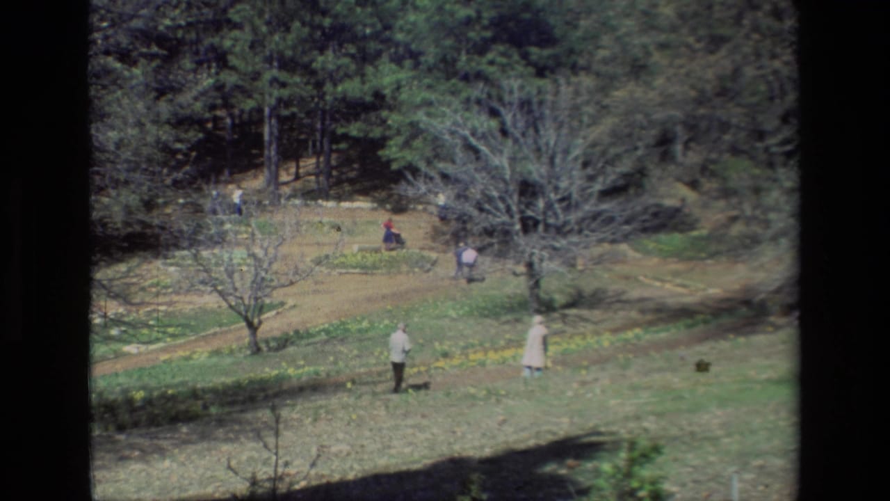 Several people stroll on a hillside path near daffodils and tall trees.