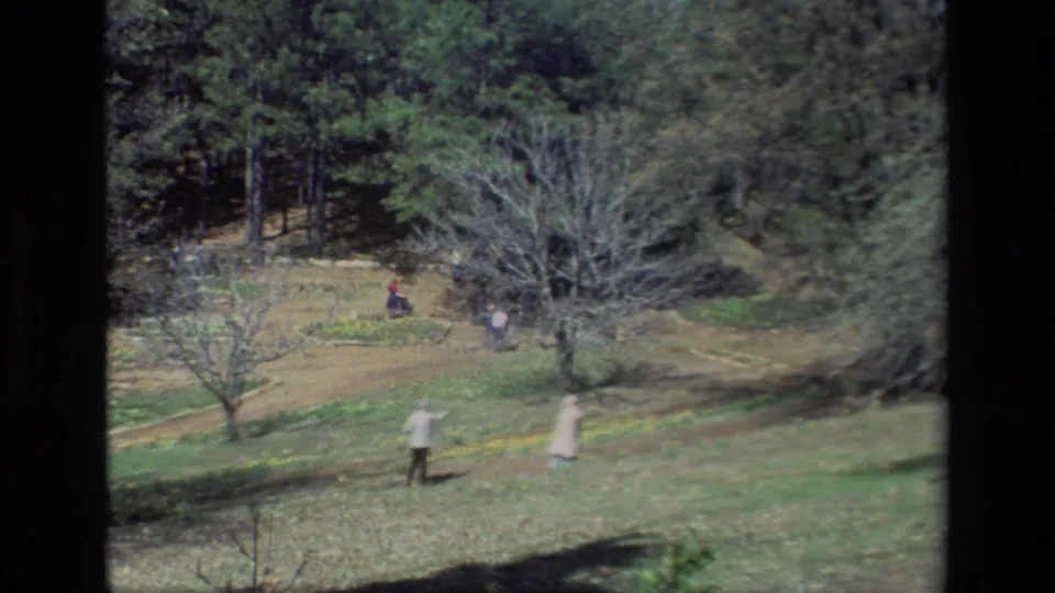Vintage 8mm frame of Daffodil Hill in 1985, with distant visitors walking across a green slope bordered by daffodils and woodland.