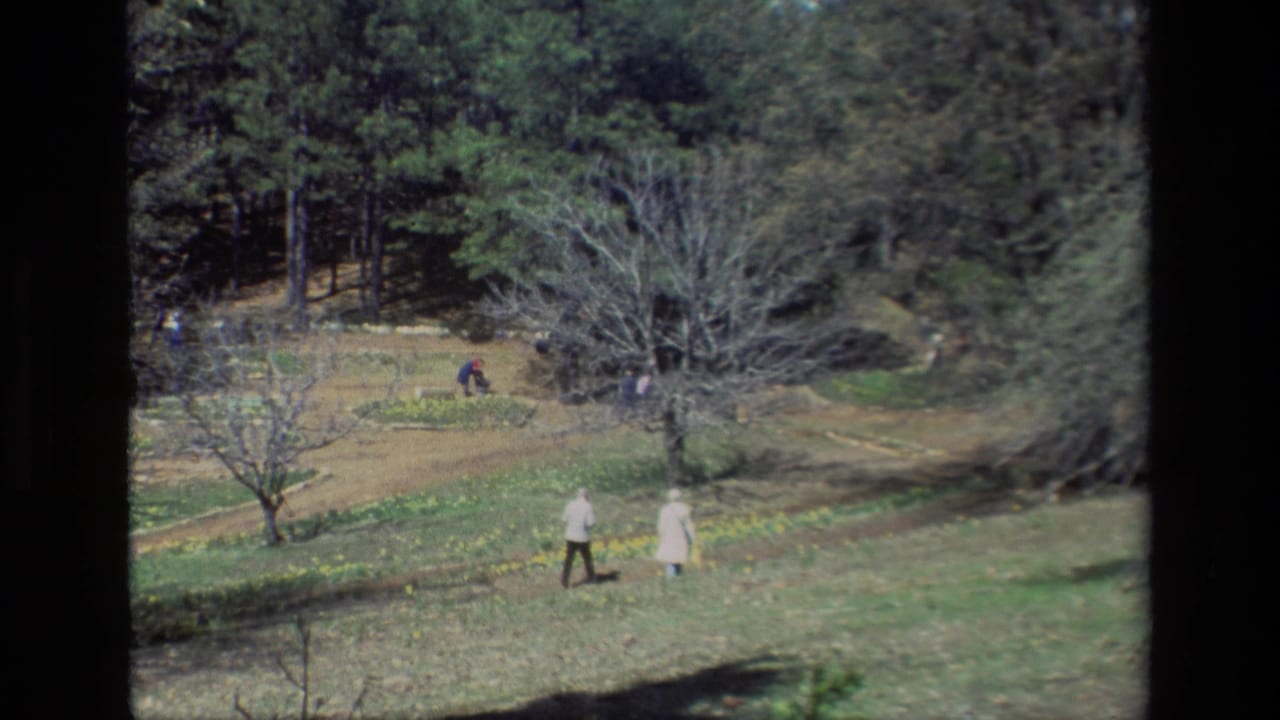 Two visitors move across the sunlit Daffodil Hill slope, with daffodil patches, bare trees, and distant park visitors behind them.