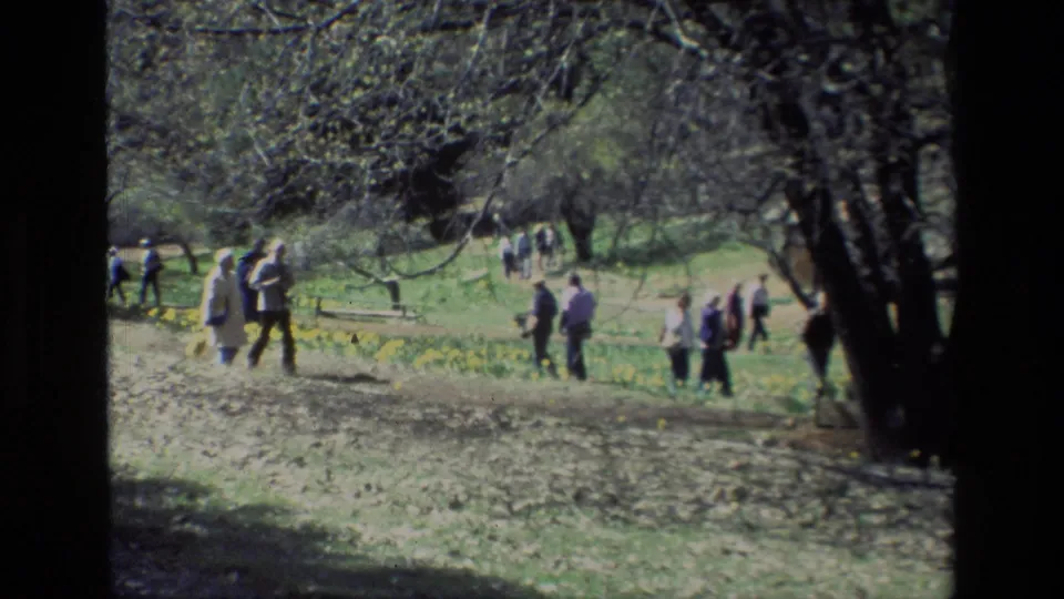A larger group of visitors moves through the Daffodil Hill grounds, with yellow flower beds, trees, and a sloping path visible.