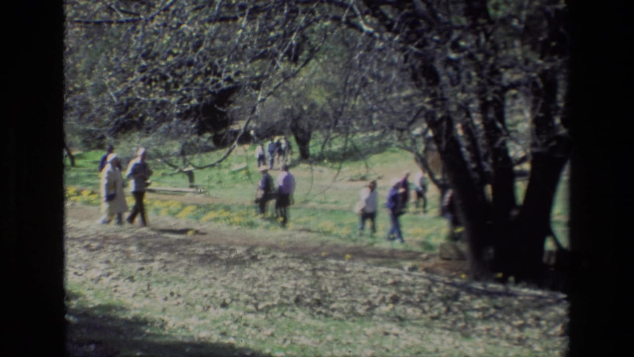 At Daffodil Hill in California, visitors walk through a grassy park area bordered by yellow daffodils and trees in 1985 home-movie footage.