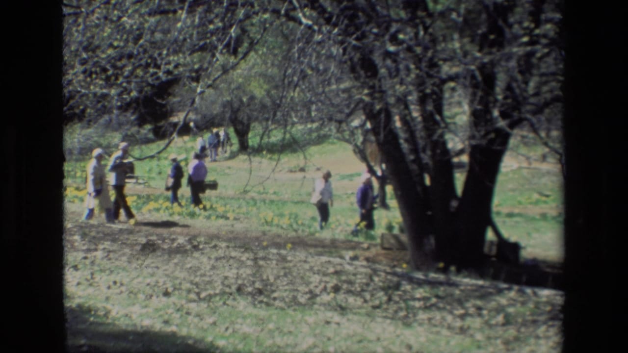 Visitors in casual 1980s clothing walk and gather near daffodils and trees at Daffodil Hill, California.